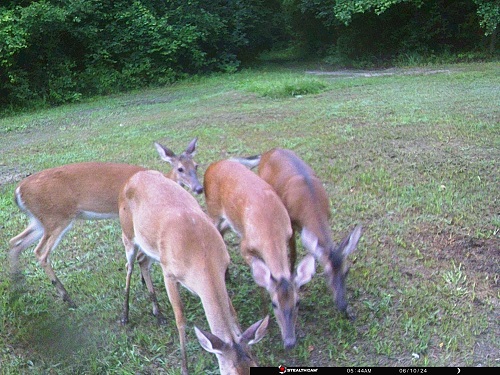 4 deer 22 jun.JPG